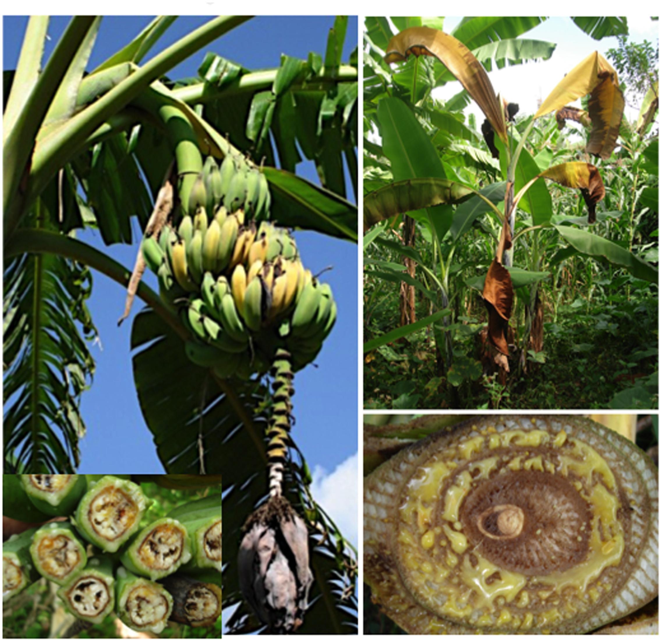 Banana Pests And Diseases In The Philippines Banana Poster