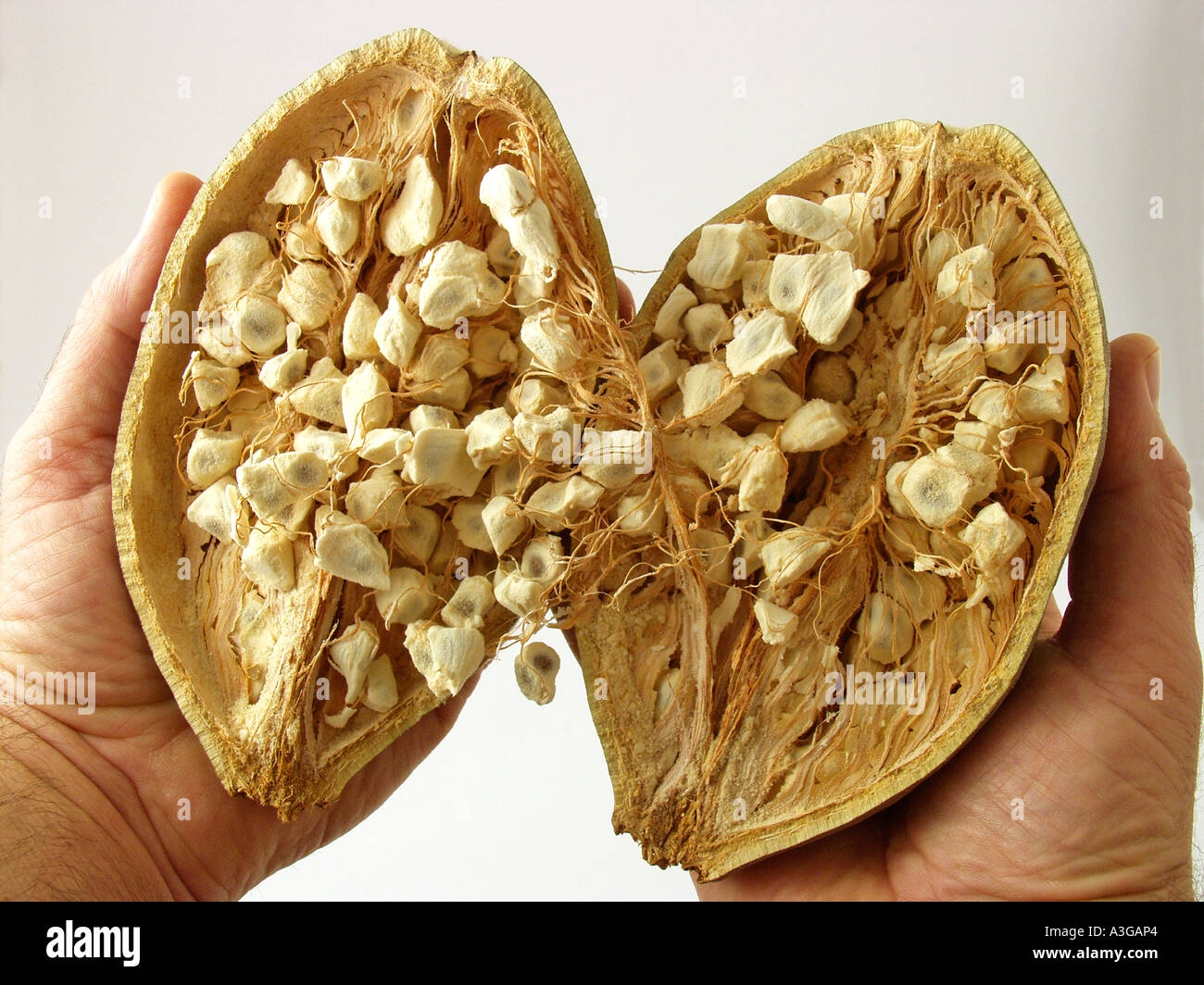 Baobab Tree Fruit Stock Photo Alamy