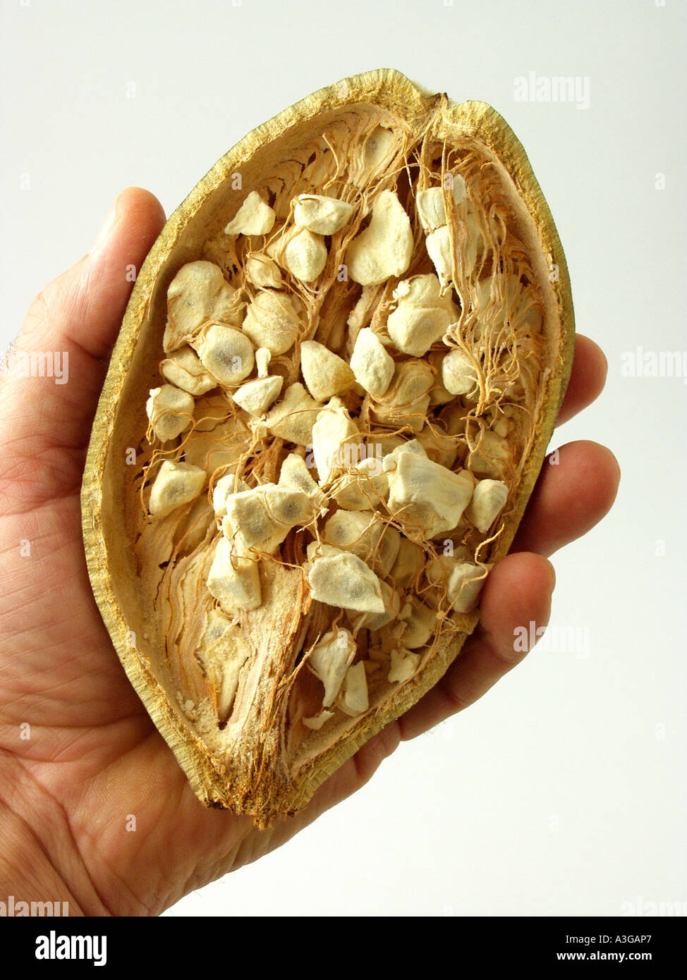 Baobab Tree Fruit Stock Photo Alamy