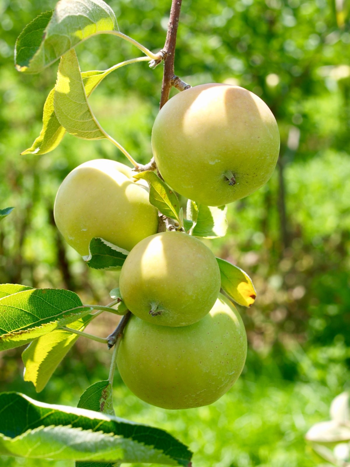 Bear Fruit Goodnessplanner