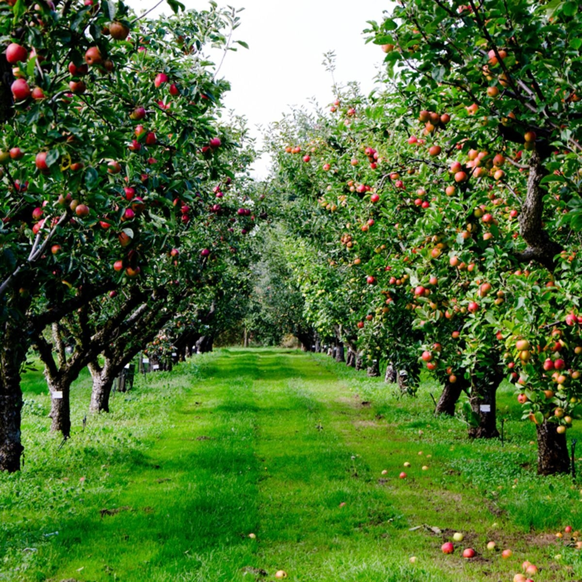 Beautiful Fruit Orchard Aesthetic Ideas