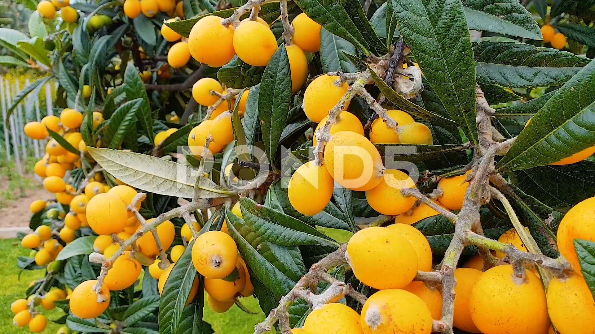 Beautiful Fruit Trees 1920x1080 Wallpaper Teahub io