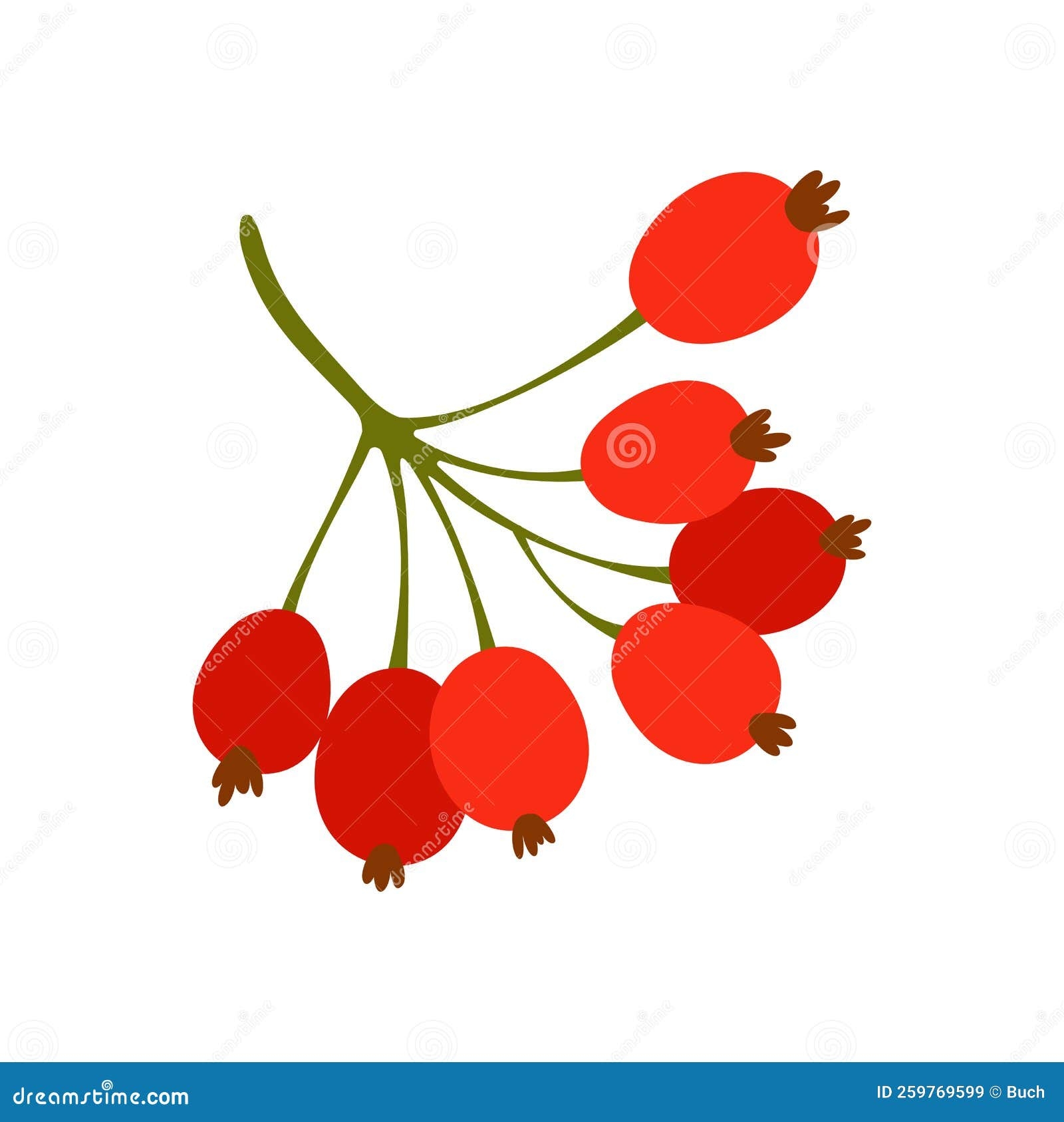 Berberine Fruit Stock Illustrations 24 Berberine Fruit Stock 