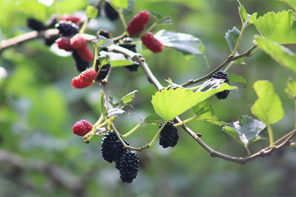 Birds Fruits Flowers