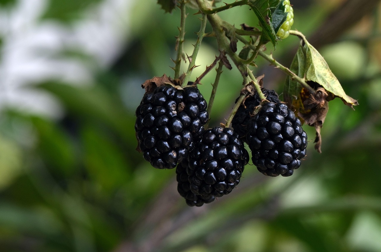 Black Berry Fruit Free Photo On Pixabay Pixabay