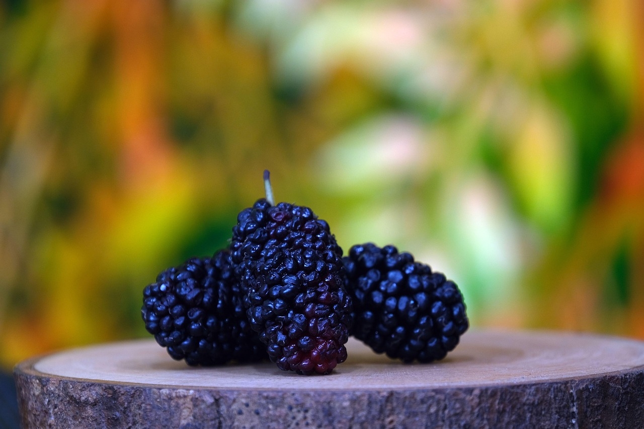 Black Berry Fruit Fresh Free Photo On Pixabay Pixabay