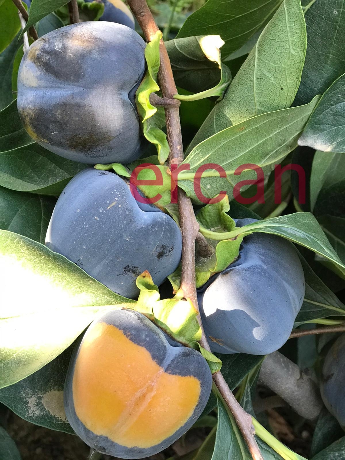 Black Persimmon General Fruit Growing Growing Fruit