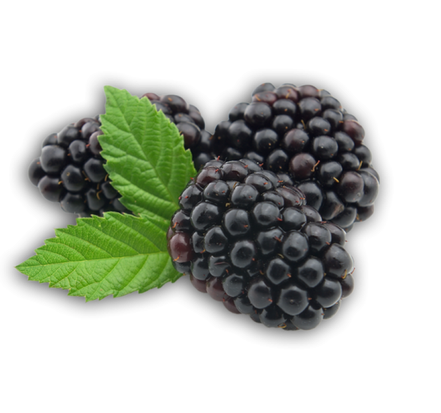 blackberry fruit picture