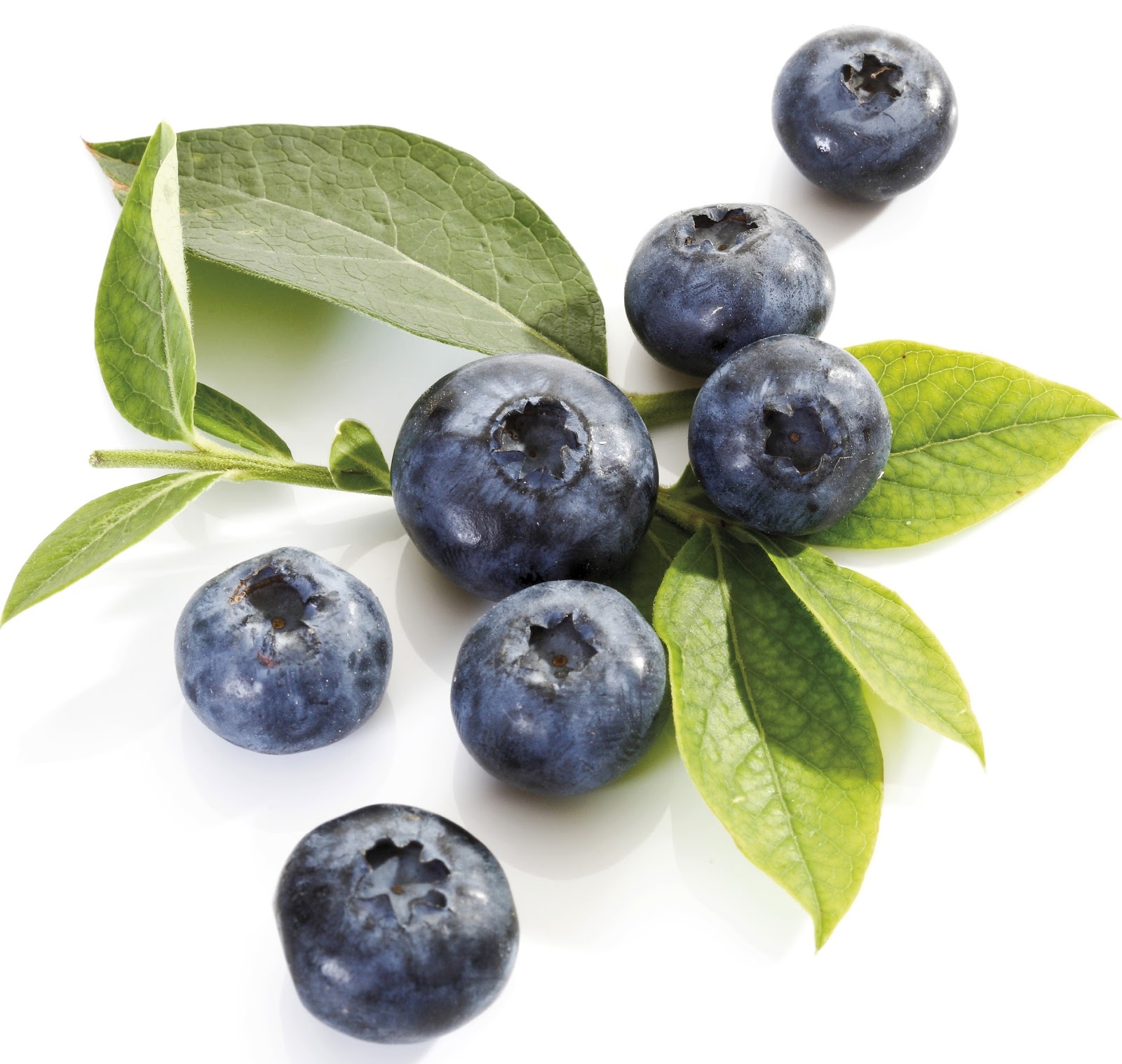 Blueberry Fruit Photo 34733310 Fanpop