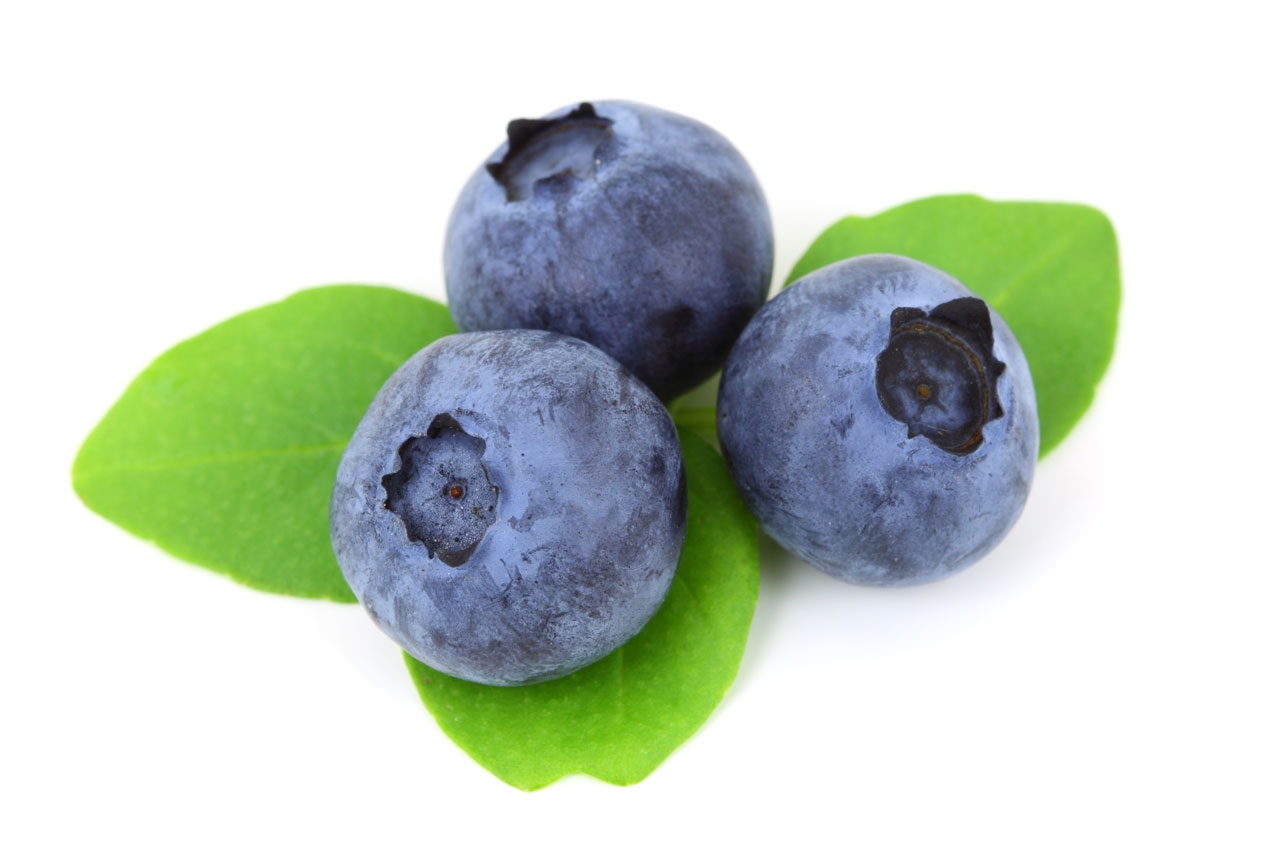 blueberry fruit picture