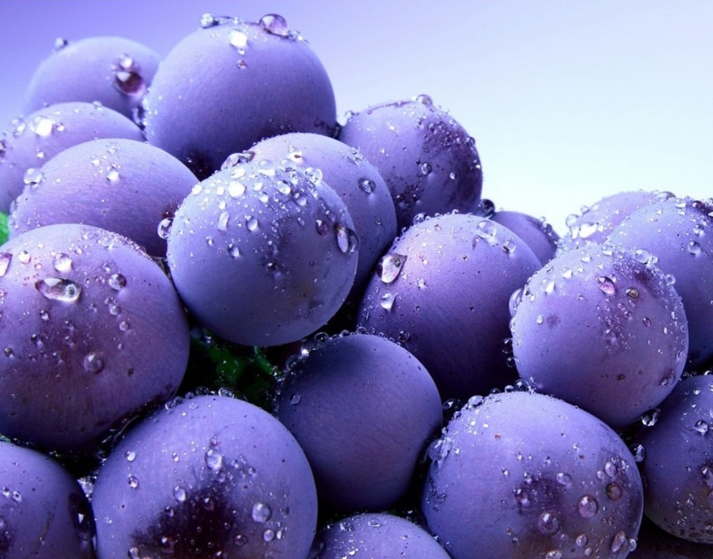 Blueberry Fruit Photo 34914655 Fanpop