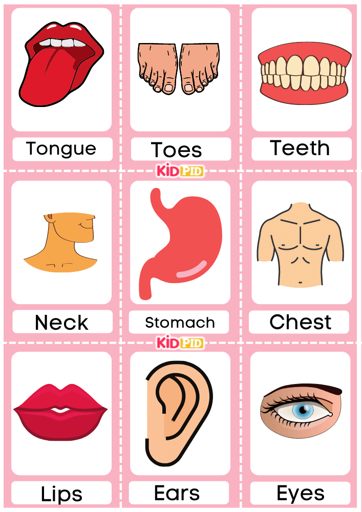 Body Parts Flashcards Free Printable