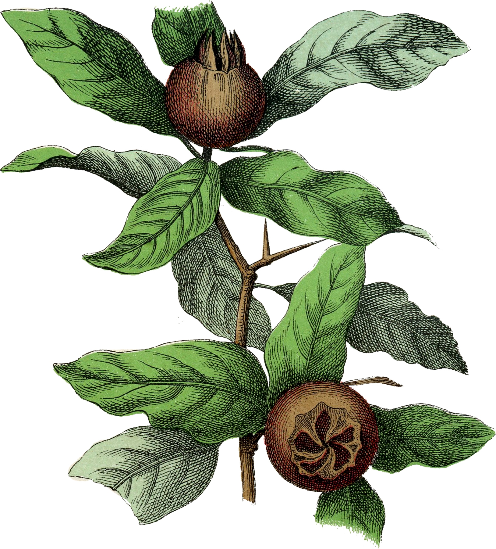 medlar fruit picture