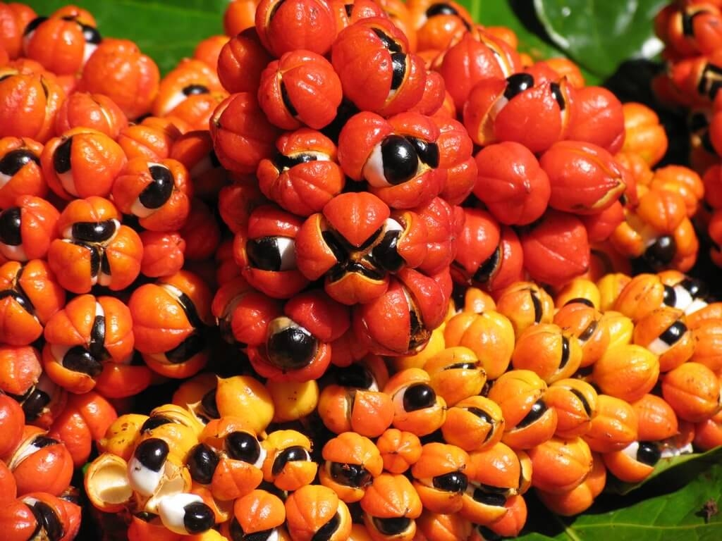 Brazilian Fruit Guarana