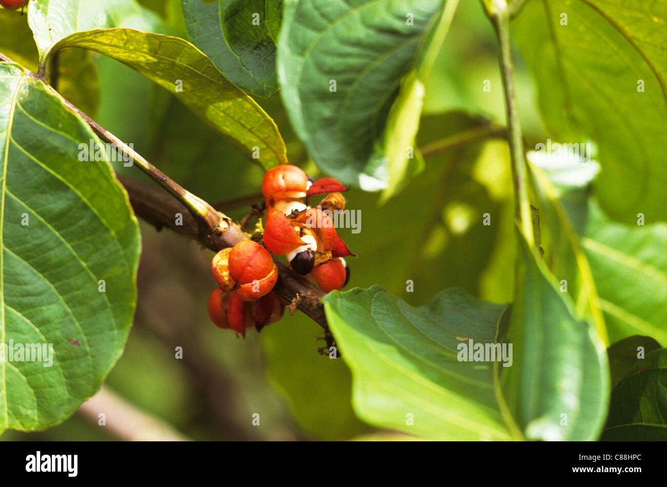 Brazilian Fruit Guarana