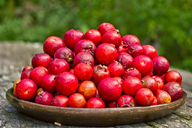 Brazilian Fruit Guarana