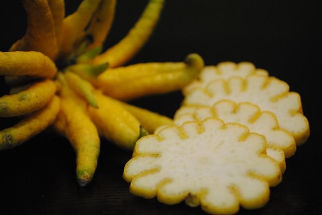 Buddha 39 s Hand Citron Fruit Maven