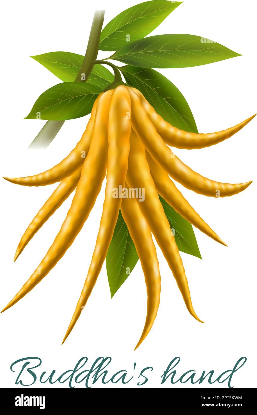 Buddha Hand Fruit Realistic Stock Vector Image Art Alamy