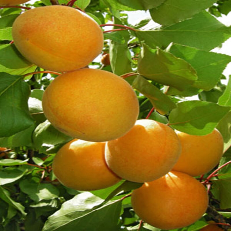 Buy Apricot Fruit Plant Online Best Price Kolkata India