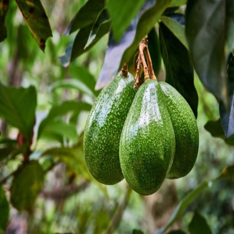 Buy Grafted Avocado Fruit Plant Online Best Price Kolkata India