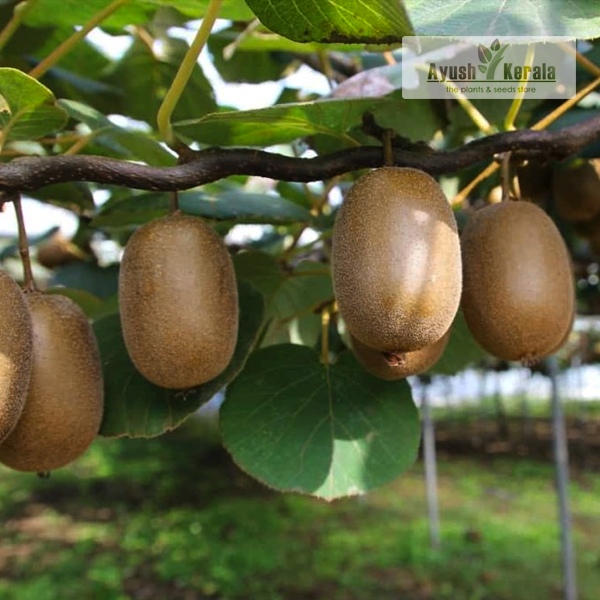 Buy Kiwi Actinidia Fruit Plant Online Kerala Nursery