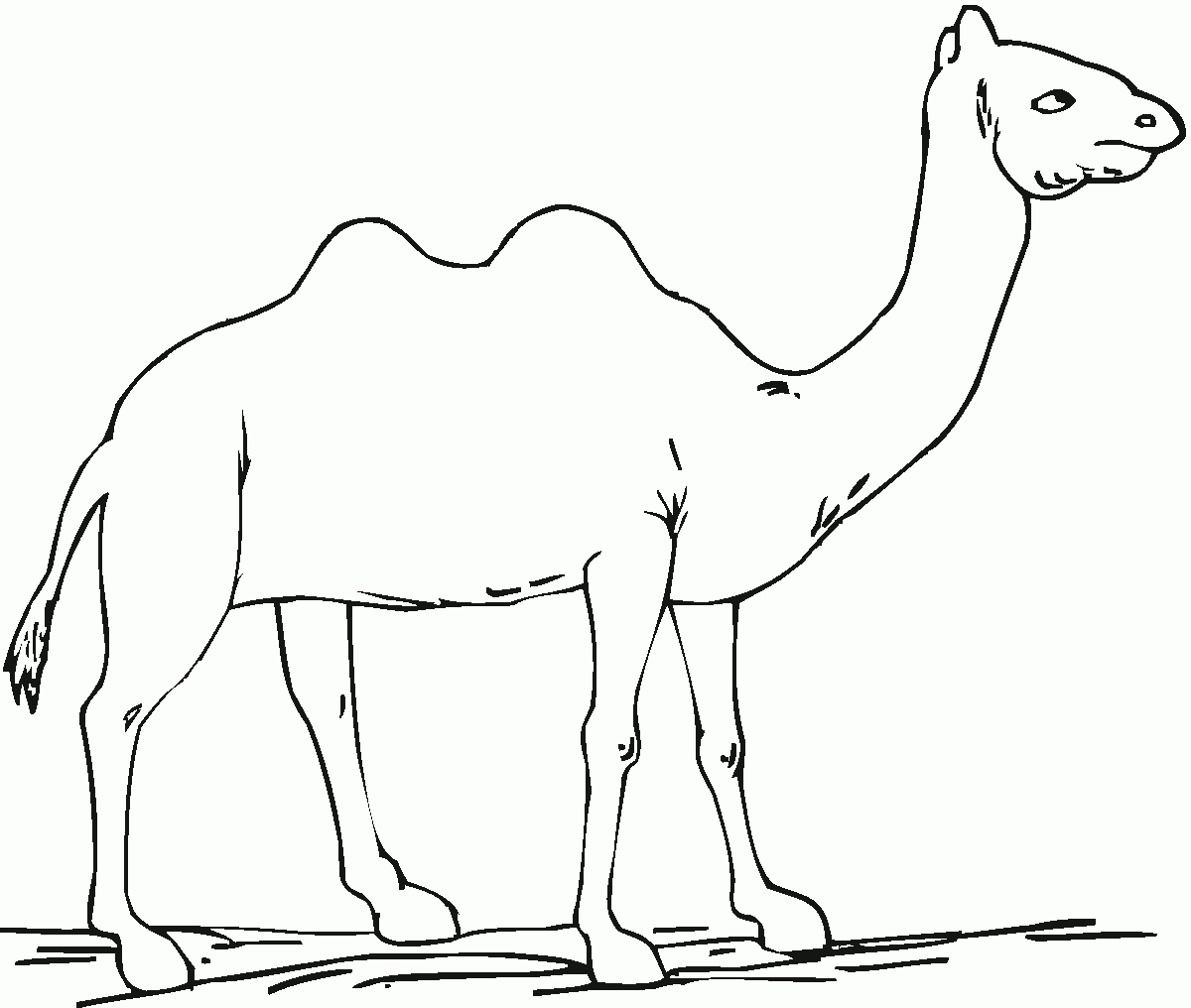 Camel Printable Printable Word Searches