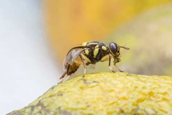Can Fruit Flies Lay Eggs In Humans Pestwhisperer