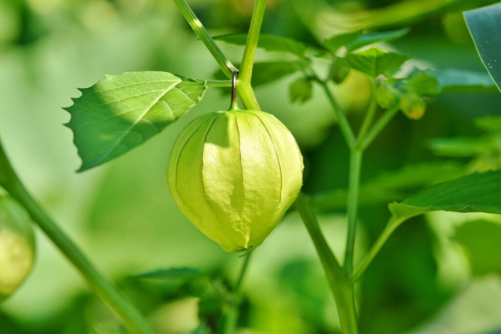 Cape Gooseberry Autumn Fruit Free Photo On Pixabay Pixabay