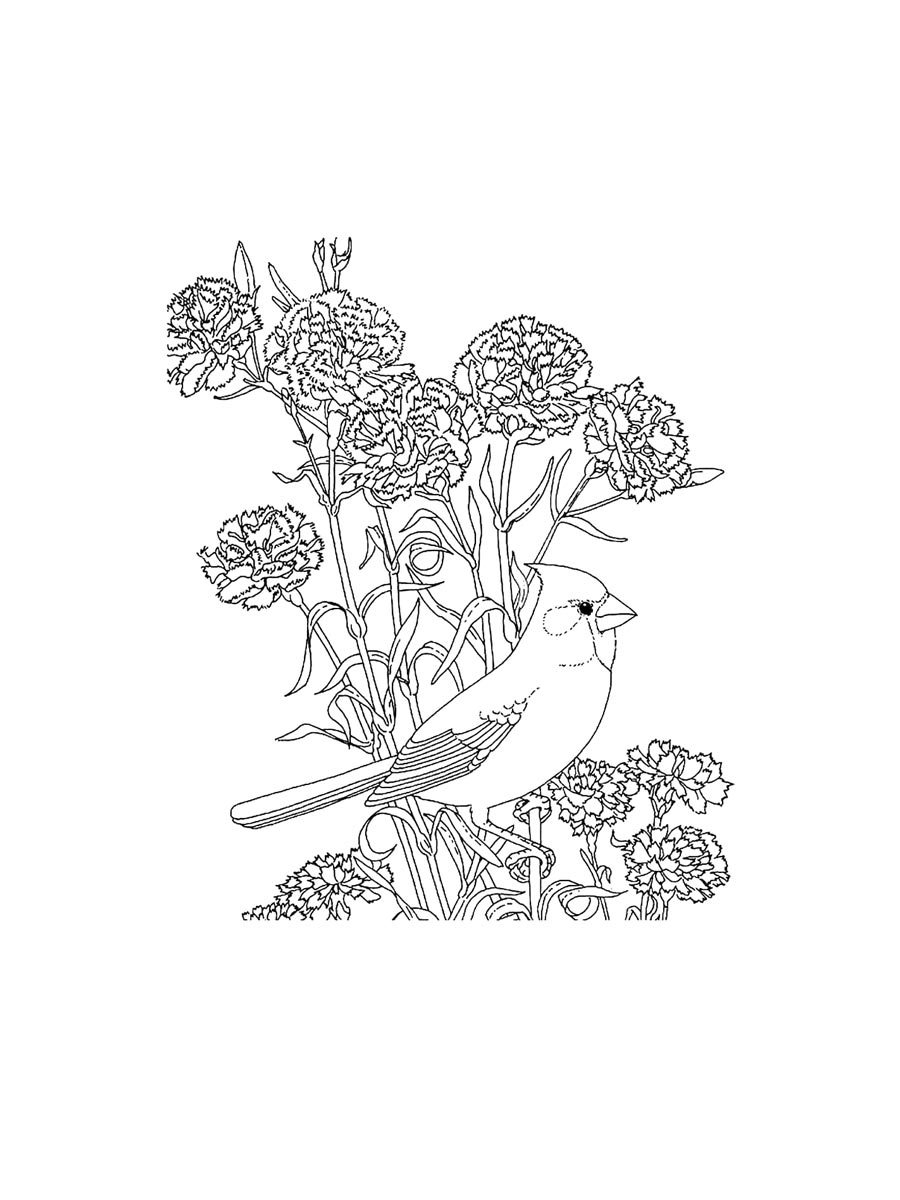 free printable pictures of cardinal birds