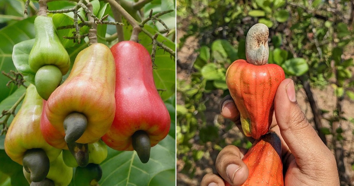 Cashew Fruit
