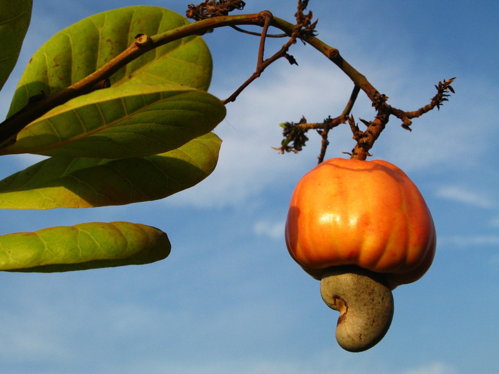 cashew picture fruit