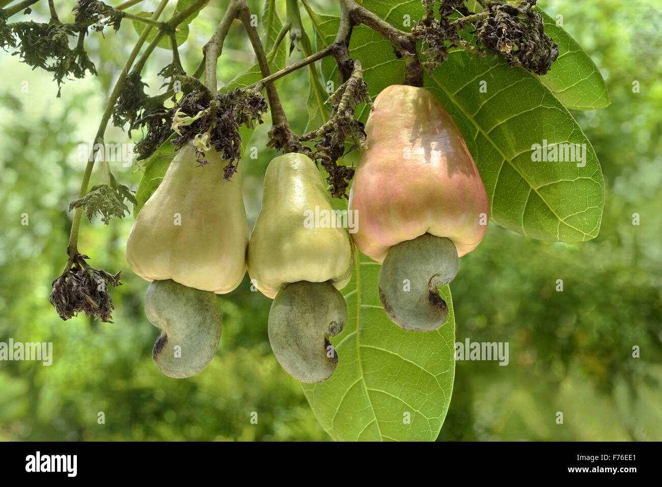Cashew Fruit Tree Cashew Tree Cashew Nut Tree Trivandrum Kerala 