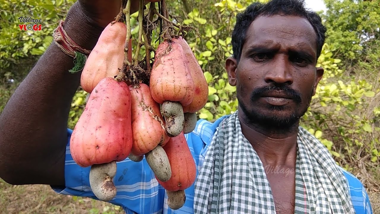 cashew nut fruit picture