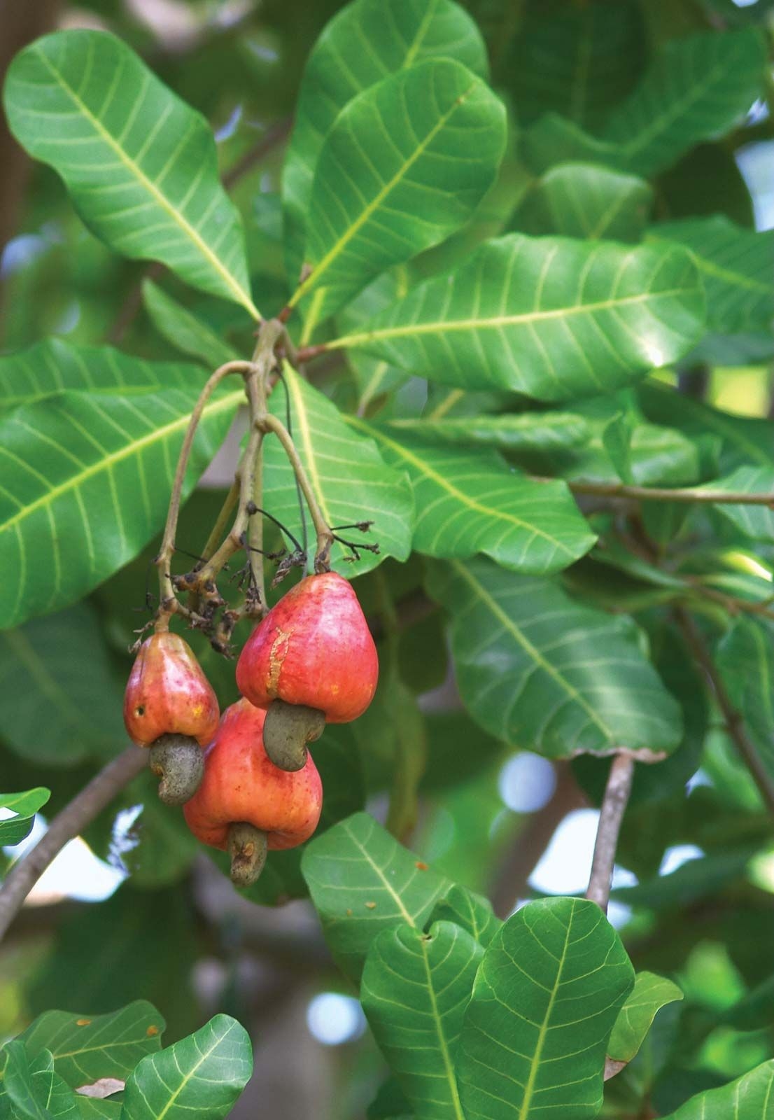 Cashew Nut Tree Hacfame