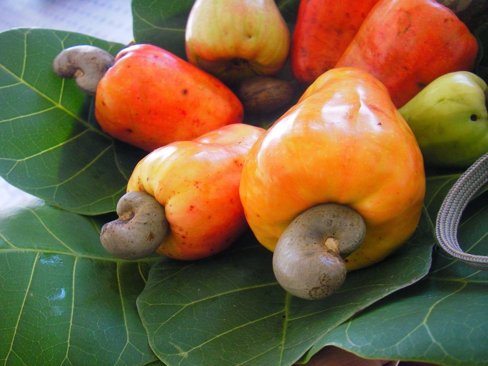 Cashew Nut Wallpapers Wallpaper Cave