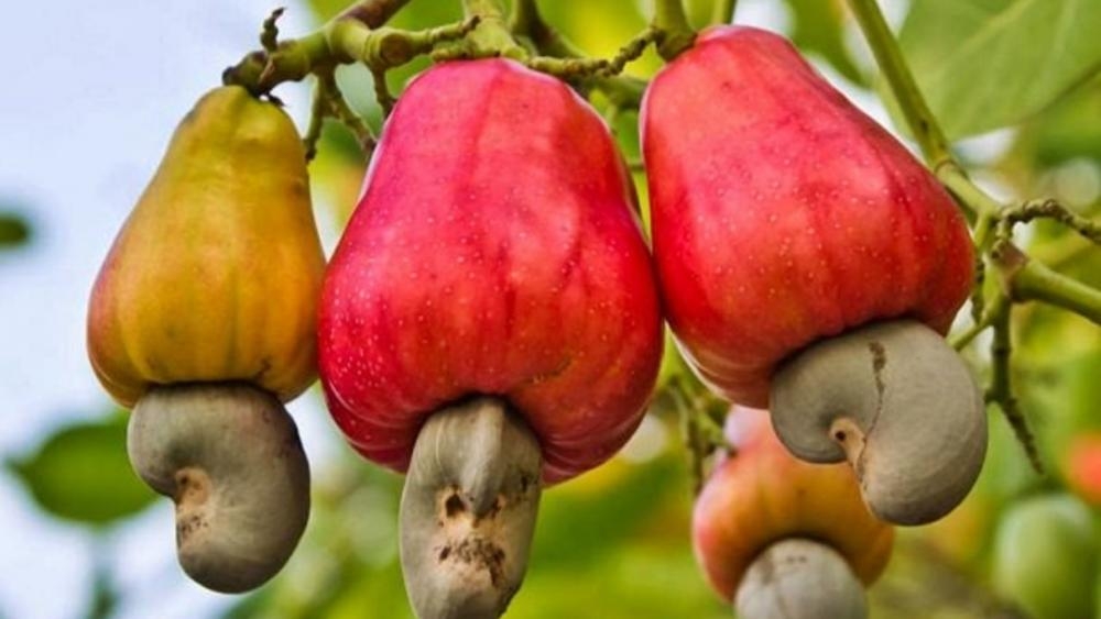 cashew fruit tree picture