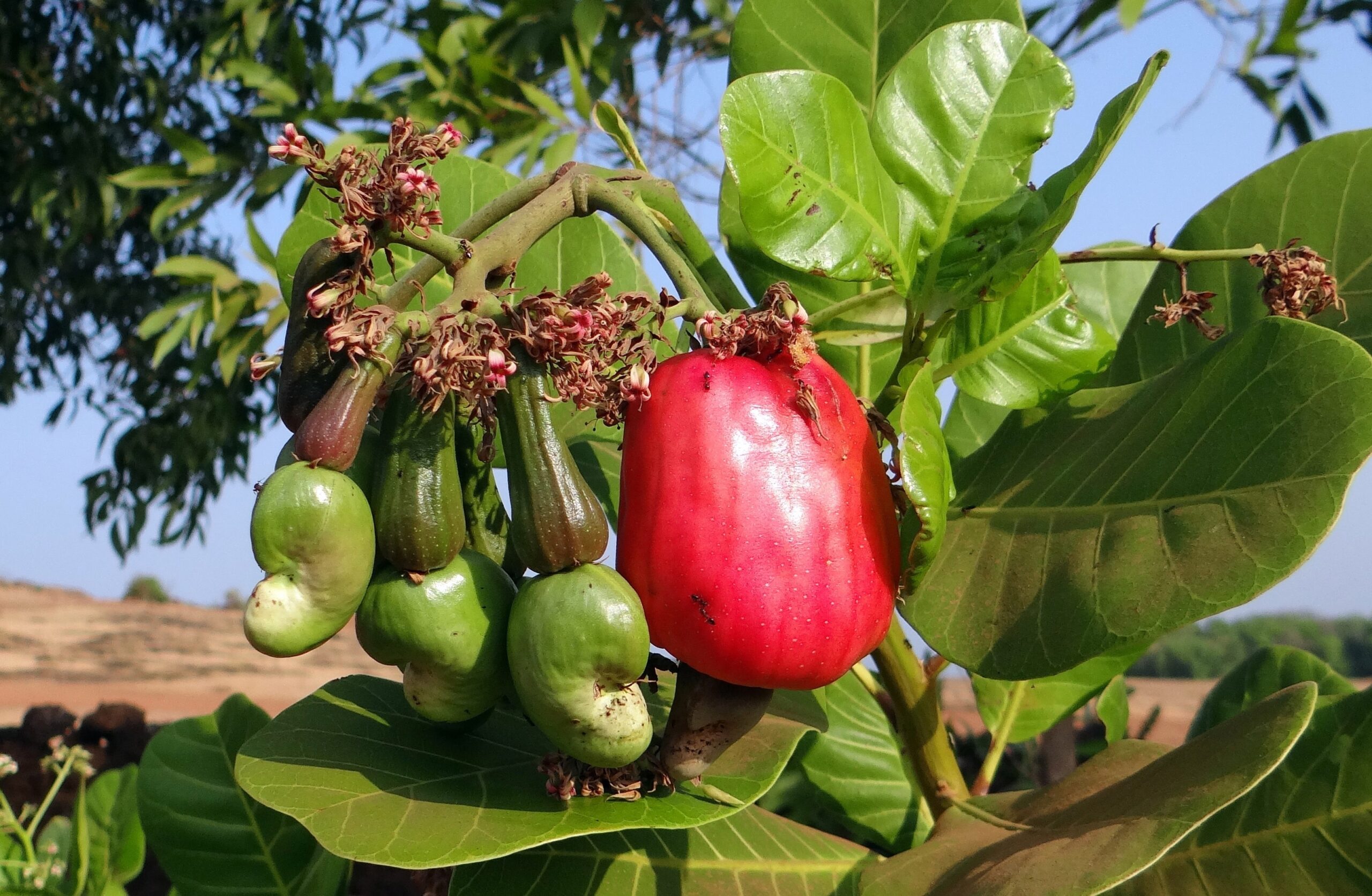 Cashew Tree With Cashew Fruit Image Free Stock Photo Public Domain 
