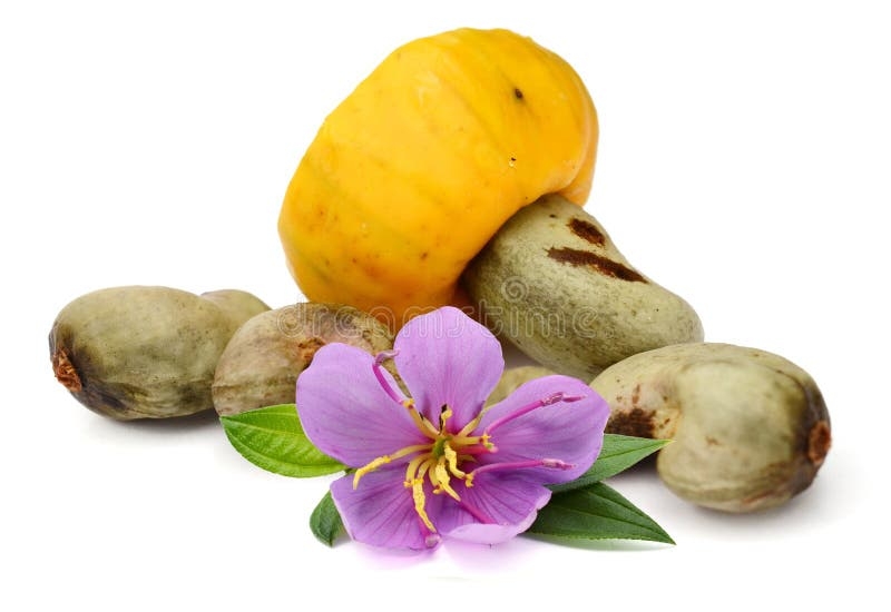 Cashews Or Caju Fruit Stock Photo Image Of Sympathique 140176080