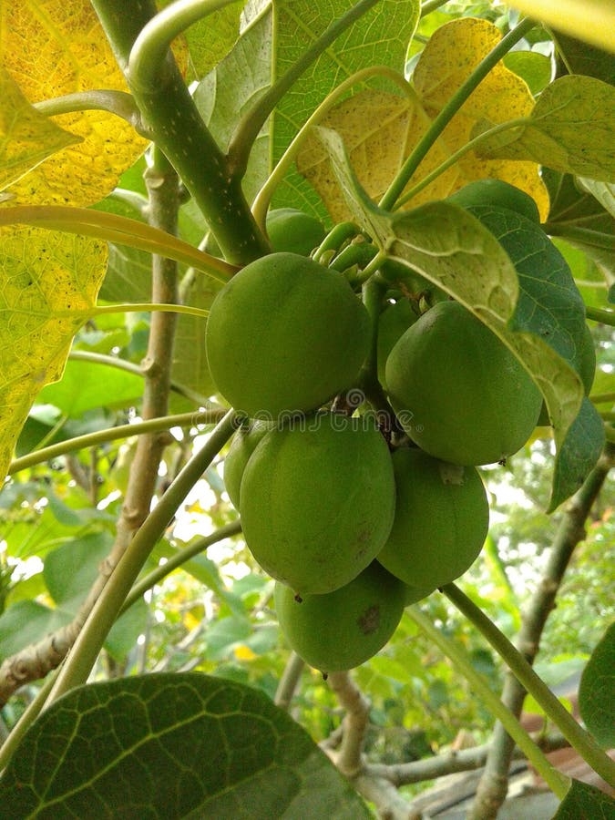 Castor Fruit And Seed Background Stock Image Image Of Communis Spot