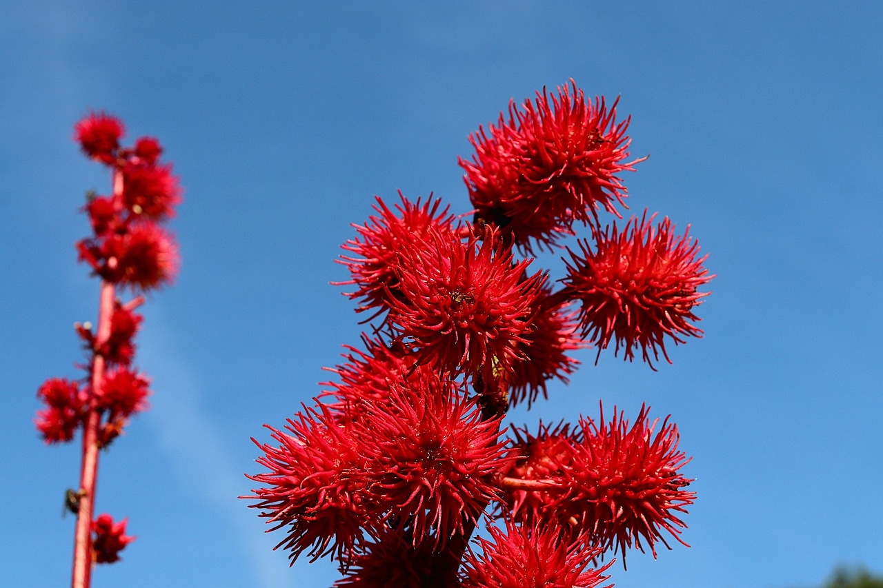 Castor Fruit Plants Red Free Photo On Pixabay Pixabay
