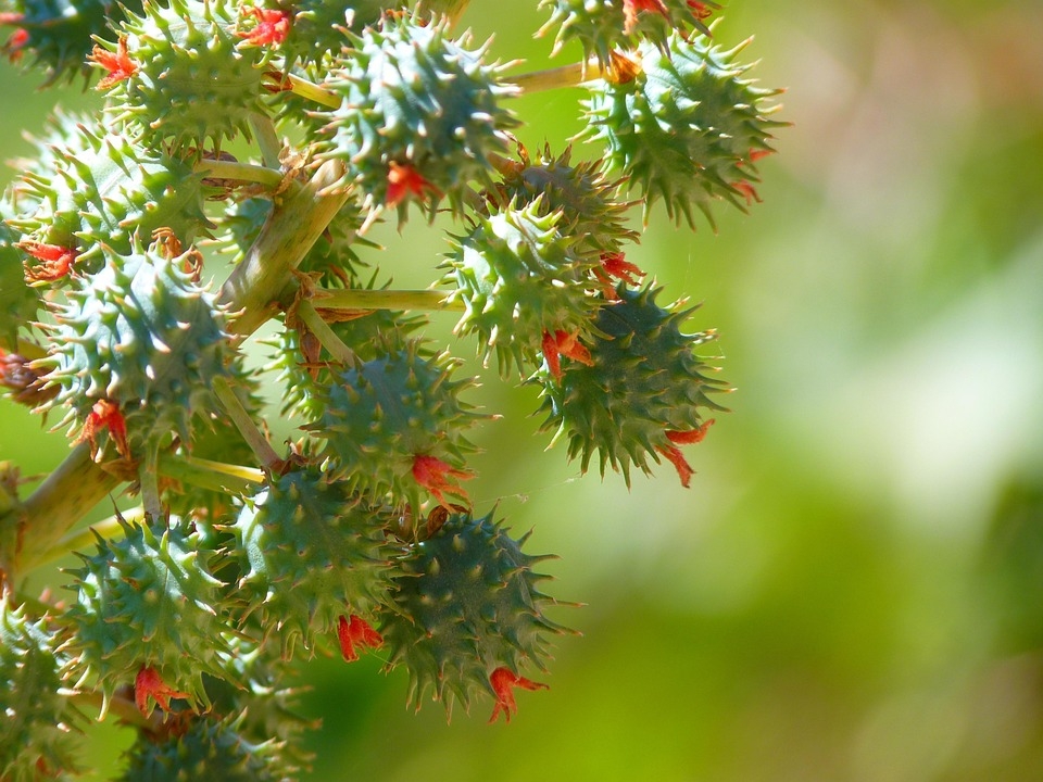 Castor Oil Plant Fruit Free Photo On Pixabay