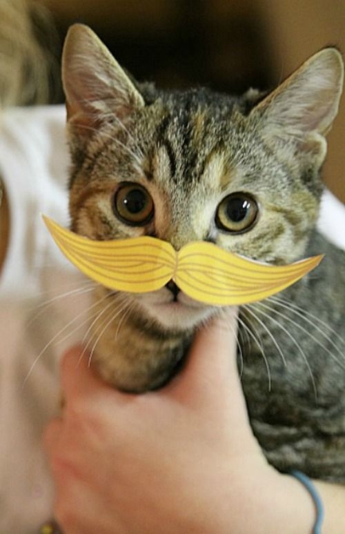 Cat Prank Printable