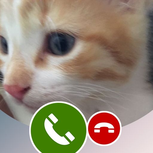 cat prank picture printable