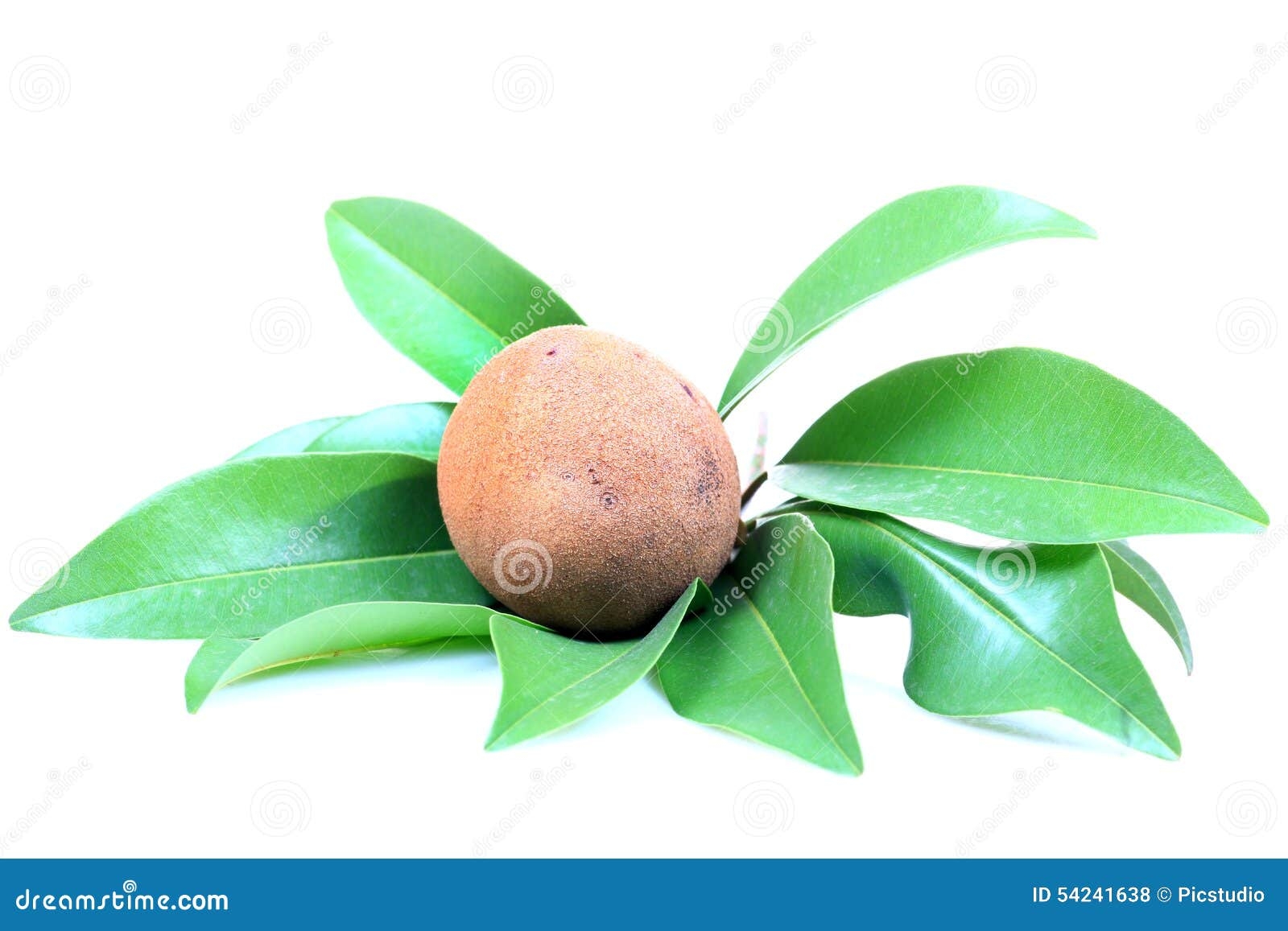 Chikoo Fruit In English Westsin