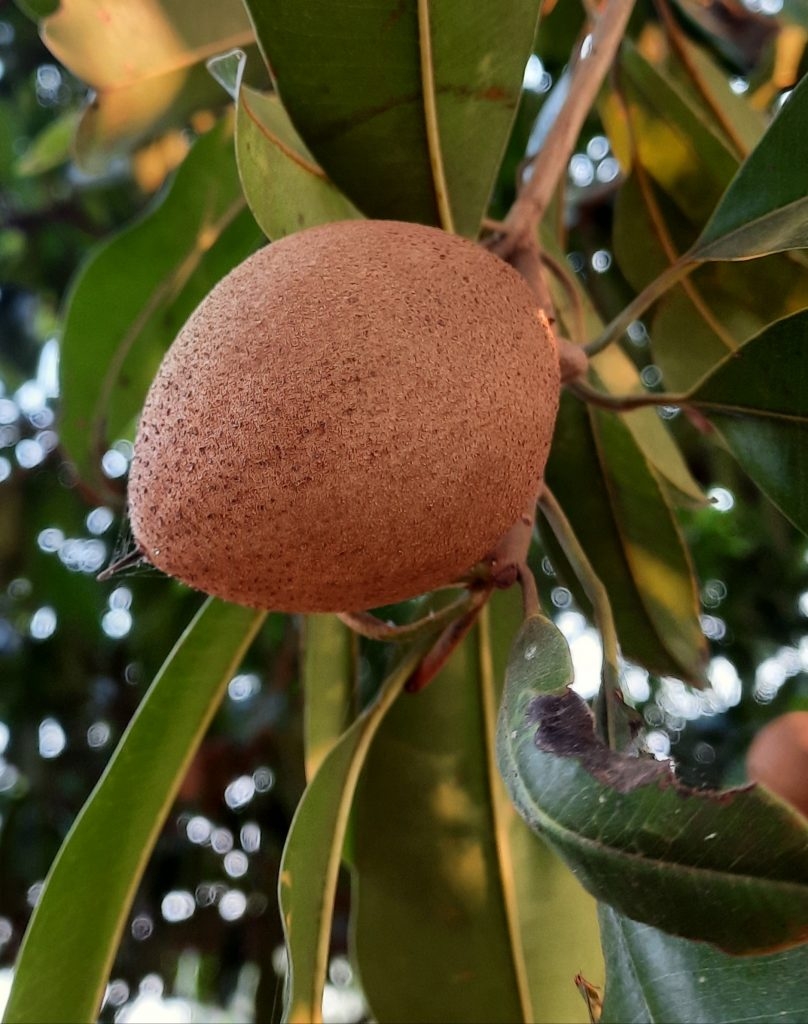 Chiku Fruit PixaHive