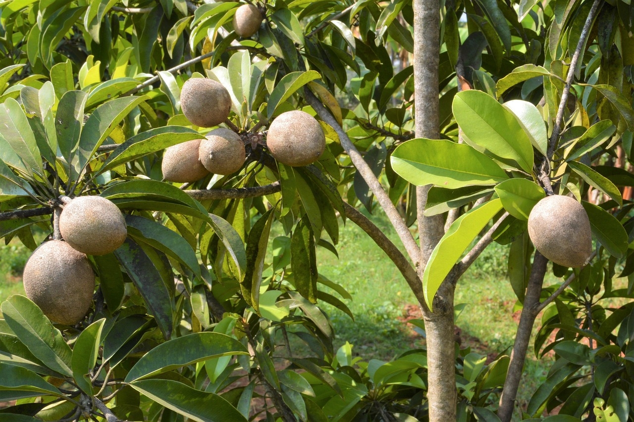 Chiku Fruit Sapodilla Free Photo On Pixabay Pixabay