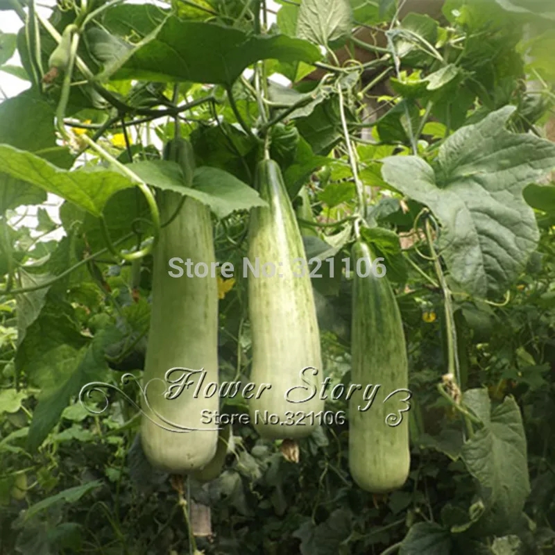 Chinese Fruit Names Reviews Online Shopping Chinese Fruit Names