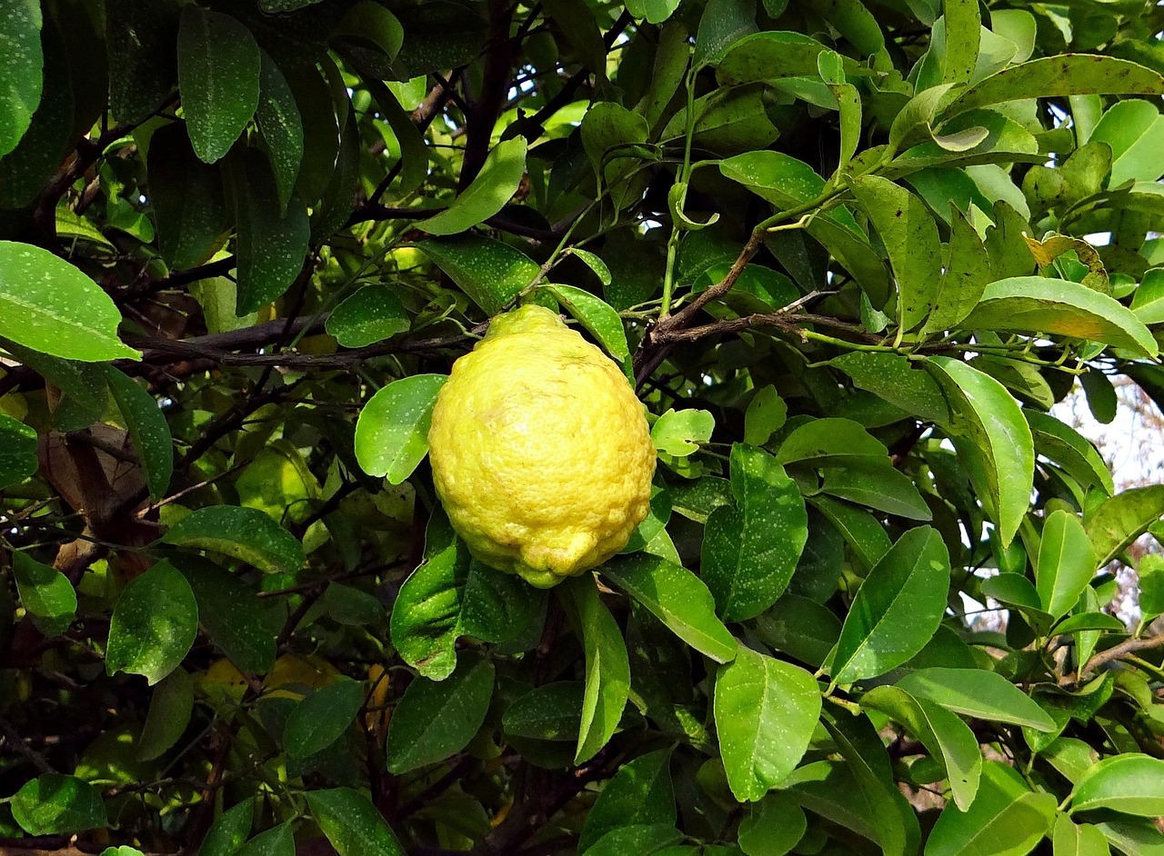 citron fruit picture