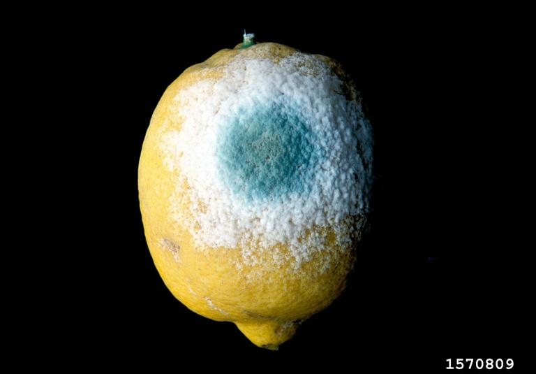 Citrus Diseases Texas Plant Disease Handbook