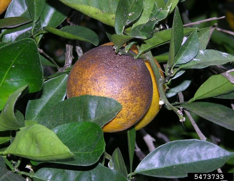 citrus fruit diseases pictures